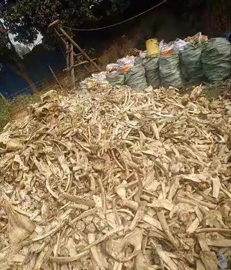 撕碎機(jī):開啟動物骨頭的新價值